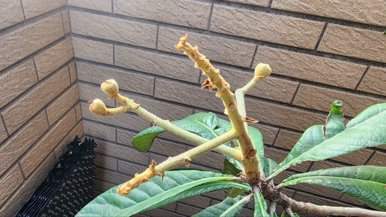 大五星枇杷結小果