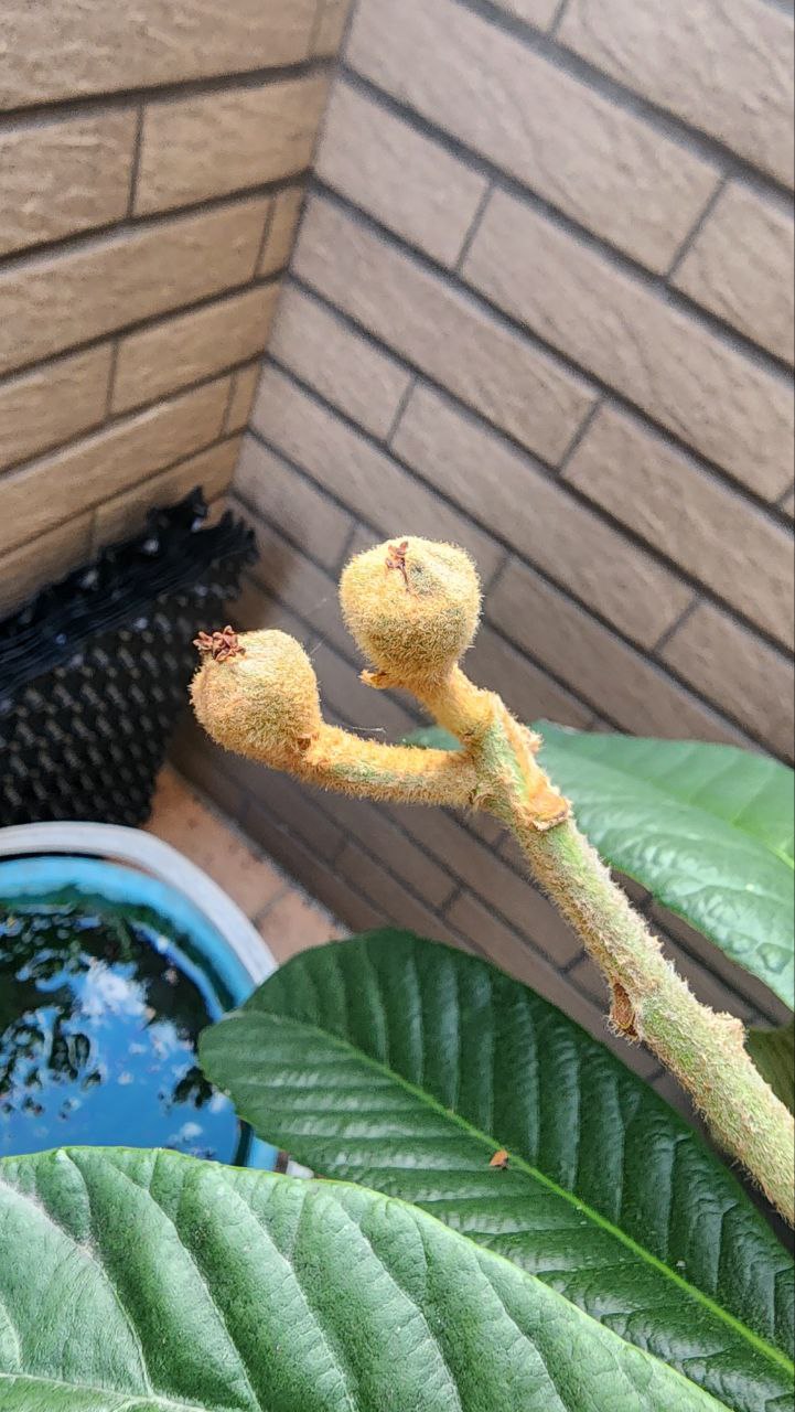 大五星枇杷小果