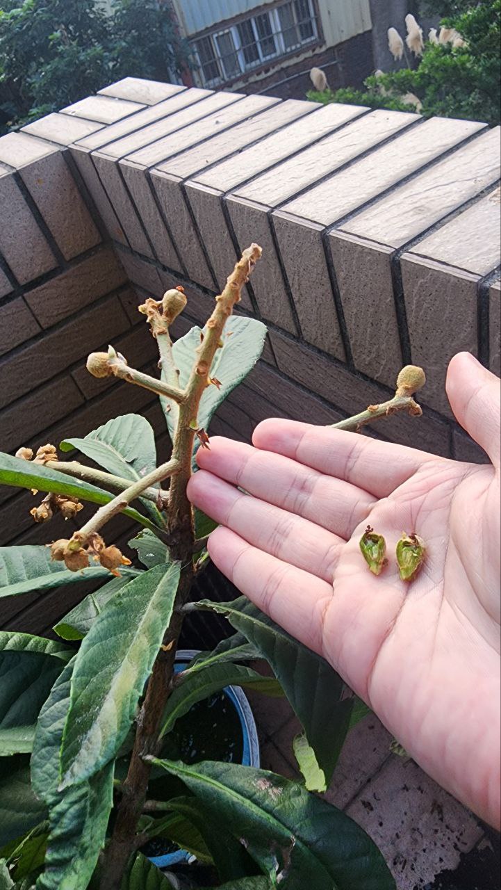 大五星枇杷套袋前紀錄