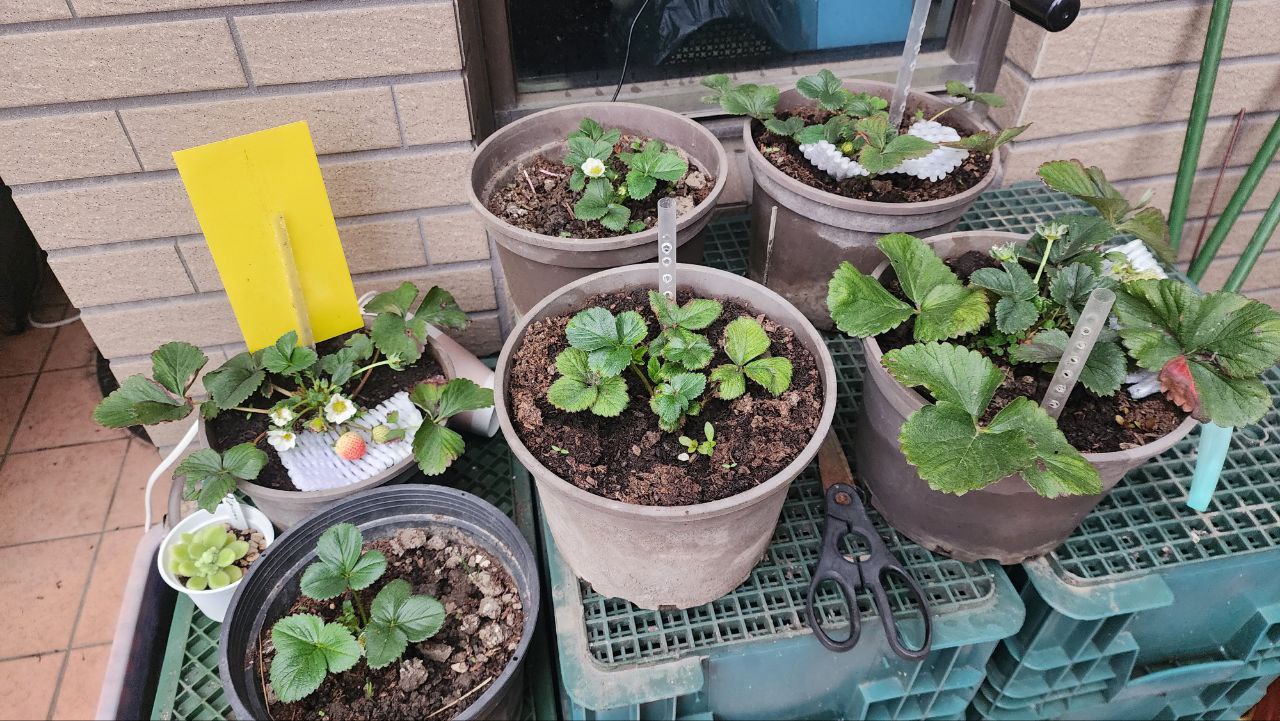 草莓盆栽