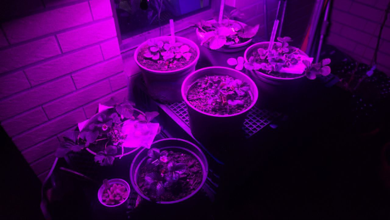 室內補光燈下的草莓盆栽與微生物肥料實測