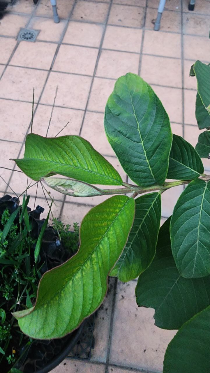 芭樂葉片觀察 1