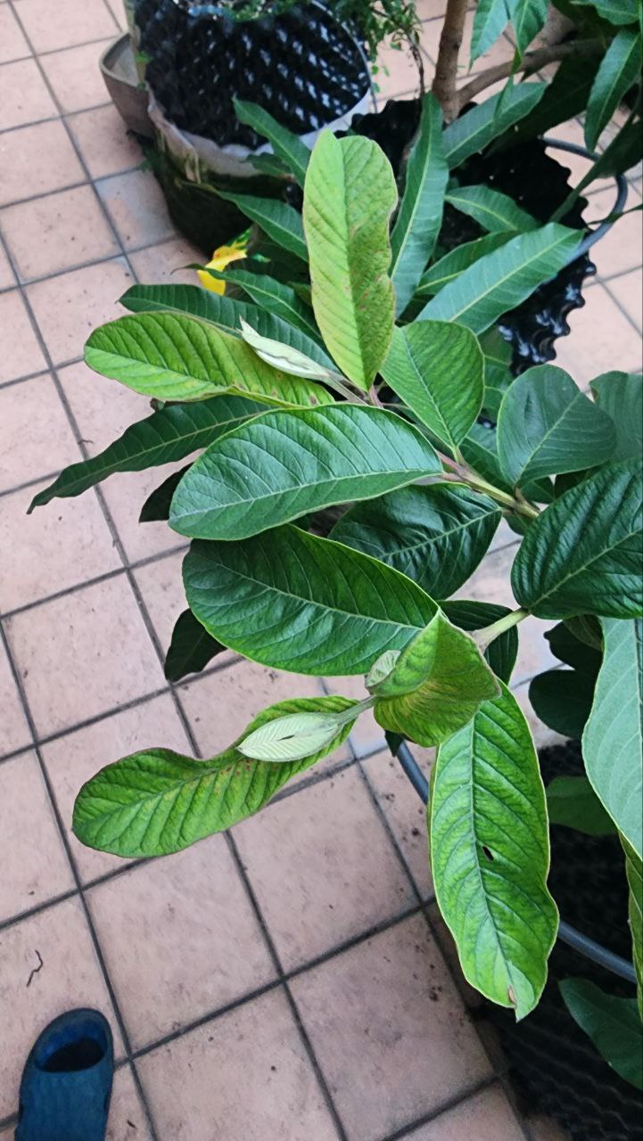 芭樂葉片觀察 2