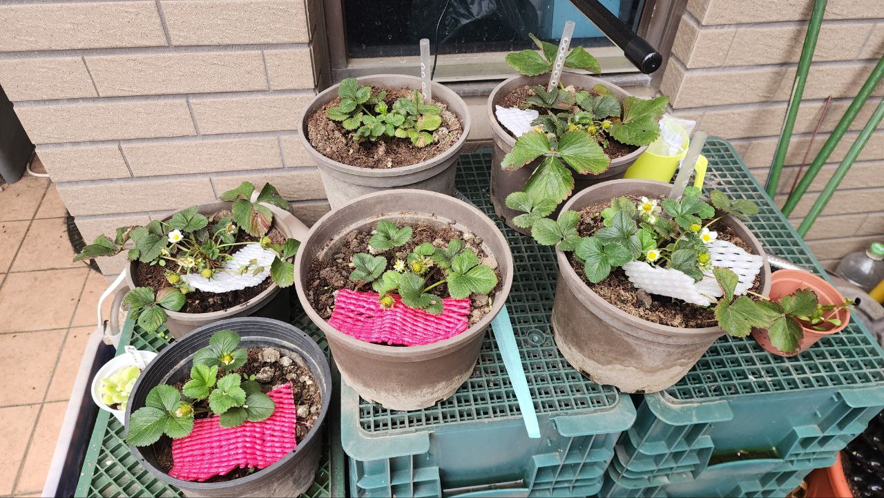 草莓膨果期紀錄