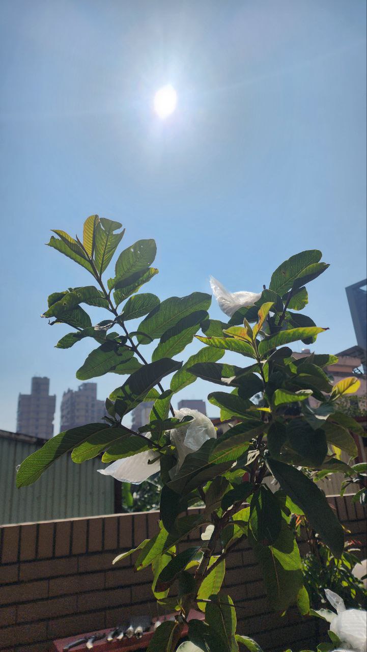 陽光下的芭樂樹