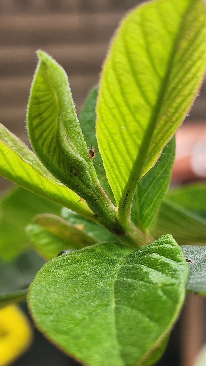 芭樂新芽上的蚜蟲