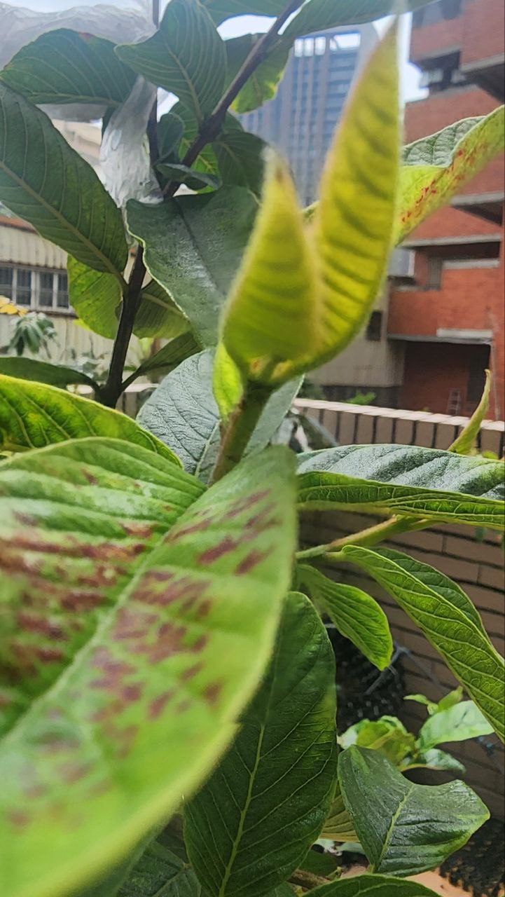 防治後的芭樂樹