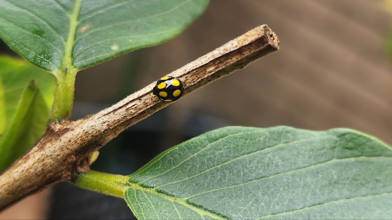 芭樂新芽上的瓢蟲