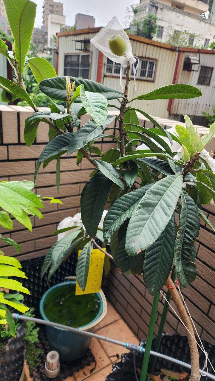 大五星枇杷成長中