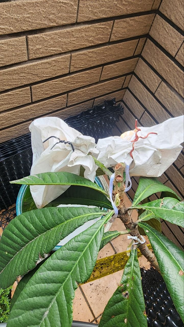 特寫：標誌性的五星形狀