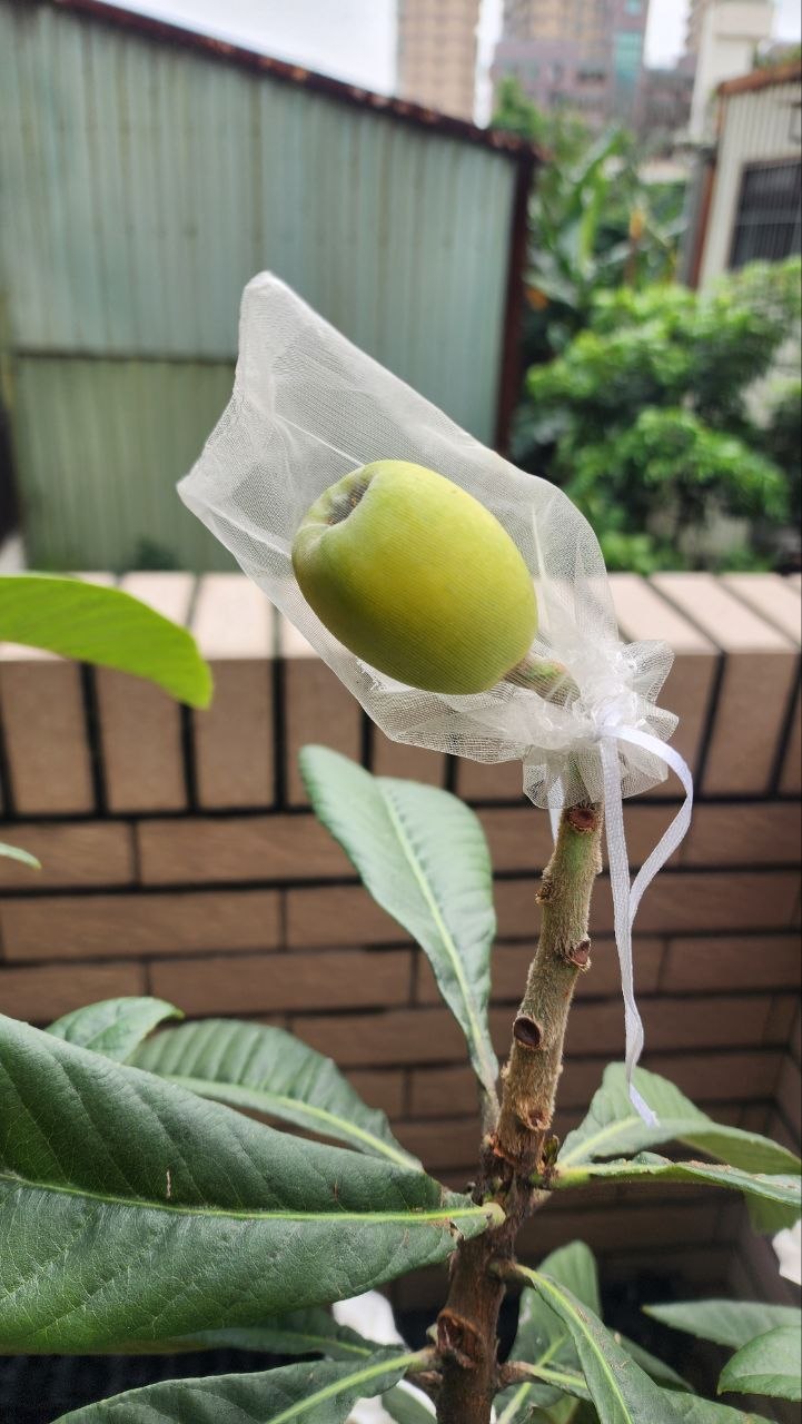 結實纍纍的枇杷分枝