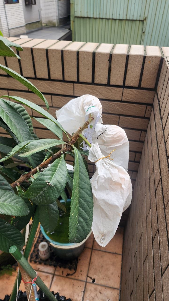 大五星枇杷與天際線