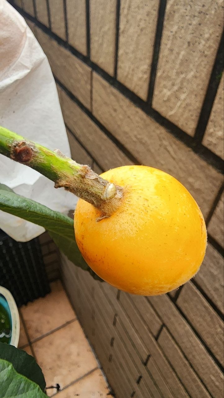 茂密的枇杷葉與果實