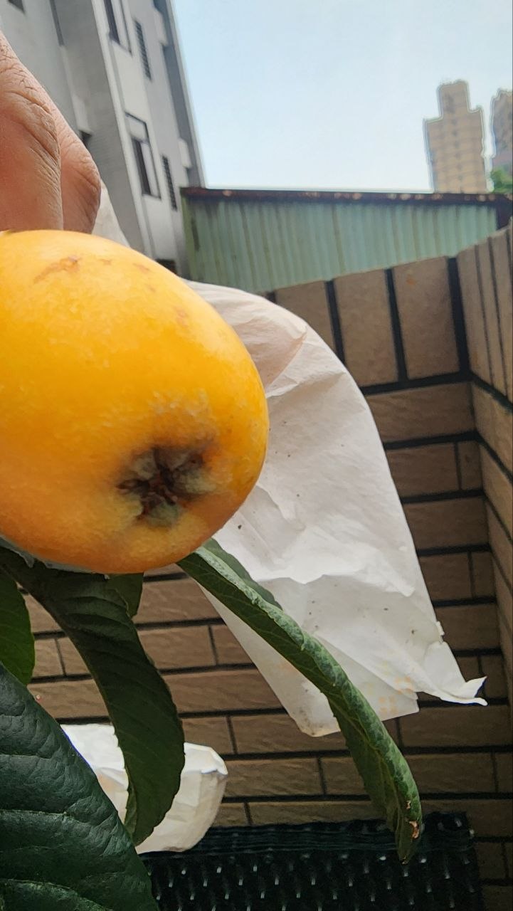 特寫：發育中的大五星枇杷