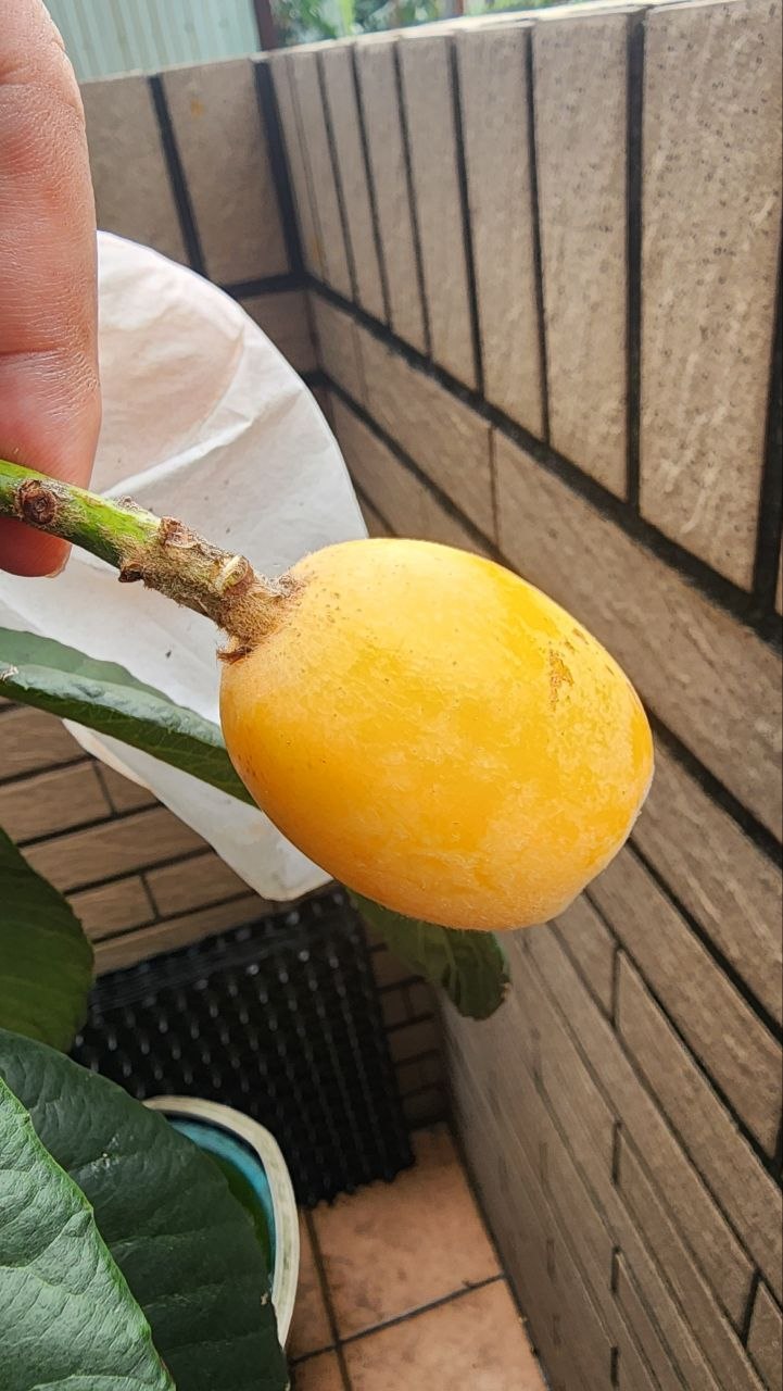 枇杷樹下的陽光