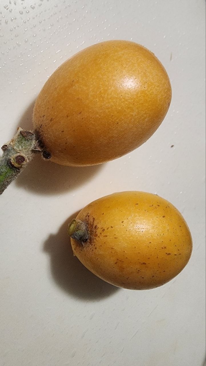 樹上成熟的大五星枇杷