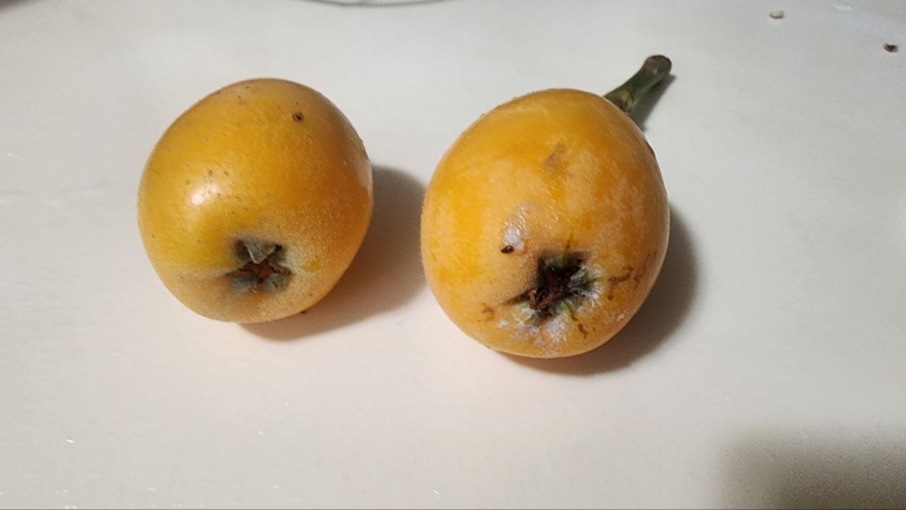 裝箱準備分享的枇杷